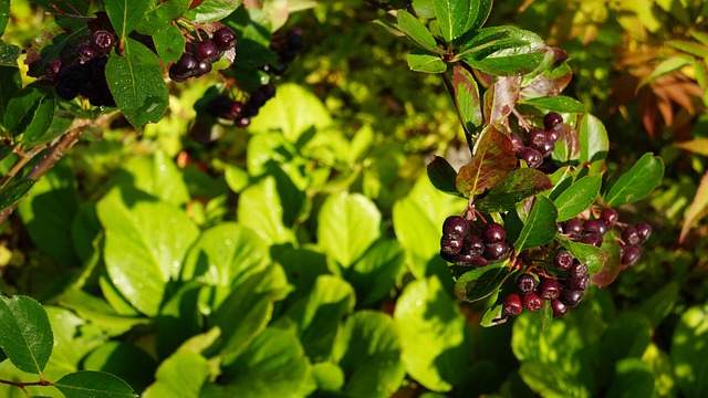 Derfor vælger danskerne elkærholm aronia